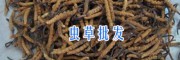 云南哪里產(chǎn)蟲(chóng)草供應(yīng)-香格里拉蟲(chóng)草*13628889021