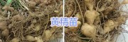 昆明滇黃精種子銷(xiāo)售#滇黃精種苗供應(yīng)—云南六眾生物科技