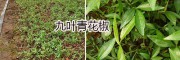 正宗九葉青花椒袋裝苗：云南九葉青花椒苗供應(yīng)-嫁接青花椒