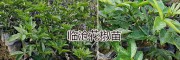 供應大理、普洱、保山青花椒苗：新品種嫁接青花椒&九葉青花椒