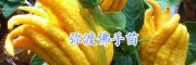 佛手盆栽 優(yōu)質佛手袋苗 云佛手樹苗