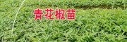 云南哪里有青花椒苗？