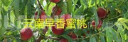 早熟水蜜桃品種：早香蜜桃上市出售-預(yù)定13887396111