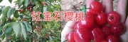 早紅寶石櫻桃苗批發—4月成熟的大櫻桃種類#紅寶石甜櫻桃特點