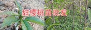 供應四川明珠大櫻桃苗、砂蜜脫、美早、布魯克斯—云南大甜櫻桃苗