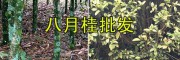 云南八月桂花樹6-7公分-文山4000棵八月桂待售