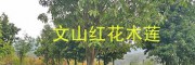 云南紅花木蓮樹16-20公分批發(fā)#文山八月桂6-7公分銷售