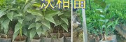 玉溪沃柑苗#無(wú)核沃柑苗繁育基地—云南沃柑苗銷售