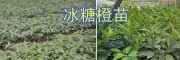 冰糖橙嫁接苗-營養缽苗：玉溪錦紅/錦蜜冰糖橙苗基地