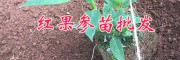 哪里紅果參苗多？紅果參馴化苗銷售-云南紅果參組培苗