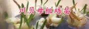 川貝母價格-規(guī)格#云南川貝母種苗人工繁育