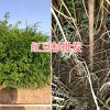 紅豆杉袋苗批發—云南紅豆杉種植技術-13888362805