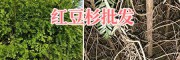 云南紅豆杉袋苗銷(xiāo)售：1.2-2.5m紅豆杉-昆明紅豆杉報(bào)價(jià)