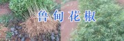 永勝縣青花椒苗批發_青花椒樹苗多少錢