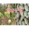 臺農(nóng)一號芒果批發(fā)-產(chǎn)地保山臺農(nóng)一號_云南芒果供應(yīng)