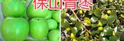 云南青棗產(chǎn)地—保山青棗銷售商-15025067483