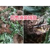 滇黃精報價_供應云南滇黃精苗|麗江市古城區黃精苗繁育基地