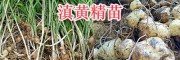 云南黃精小苗銷(xiāo)售：曲靖黃精苗幼苗批發(fā)