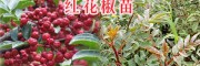 云南紅花椒苗-麗江青花椒苗批發-13769029365