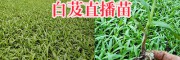 曲靖哪有寬葉紫花白芨苗？會澤白芨苗種植批發