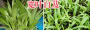 紫花白芨種植技術(shù)服務(wù)商—云南曲靖會(huì)澤白芨基地