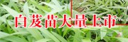 云南白芨種苗 |云南省白芨苗批發(fā)廠家[免費技術指導]