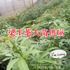 梁王茶苗生產廠家[免費技術指導]