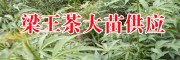 云南有梁王茶樹苗嗎?_梁王茶苗生產(chǎn)廠家[免費技術指導]