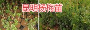 云南昆明紅梨樹(shù)苗、桃苗、楊梅苗批發(fā)