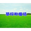 草坪多少錢一平方?_云南草皮（坪）供應(yīng)網(wǎng)