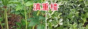 滇重樓行情趨勢(shì)如何？重樓苗種植條件-供應(yīng)云南重樓苗