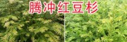 高含量紫杉醇云南紅豆杉苗—藥用紅豆杉苗批發(fā)報(bào)價(jià)