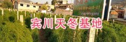 云南大理天冬種植基地—大理天冬種植基地