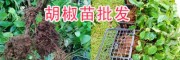 紅胡椒、綠胡椒的區(qū)別/云南黑胡椒苗、白胡椒苗