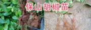 云南胡椒批發：保山胡椒種植銷售、供應胡椒種苗