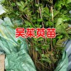 吳茱萸什么時(shí)間插苗?_吳茱萸小苗什么行情