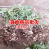 黃精種植高產(chǎn)技術栽培管理_普洱黃精苗圃