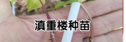 滇重樓籽種/滇重樓育苗-云南明遠中藥材種植有限公司