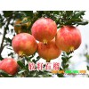 哪家軟籽石榴樹(shù)苗認(rèn)證過(guò)#認(rèn)定為林木良品的軟籽石榴樹(shù)苗