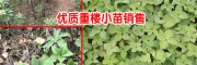 云南重樓每畝能產重樓多少公斤?