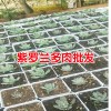 多肉葉子變軟的原因_昆明多肉植物批發(fā)市場(chǎng)