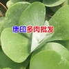 [昆明多肉植物批發市場]客服是多少?