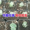 昆明多肉植物批發去哪里?_多肉批發客服