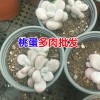 云南多肉植物基地批發_ 云南肉嘟嘟生產廠家技術資料大全