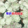 多肉植物需要注意的地方?_