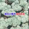 多肉植物昆明#昆明多肉植物批發市場@昆明多肉園藝