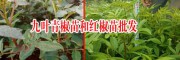 1畝地需要栽多少株花椒樹(shù)苗好?_九葉青椒苗和紅椒苗