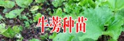 牛蒡種植_免費(fèi)供種保底回收產(chǎn)品