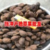 草果什么價_野草果價格_草果價格中心_草果新行情價格