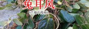 兔耳風(fēng)價(jià)格+ 什么是兔耳風(fēng)